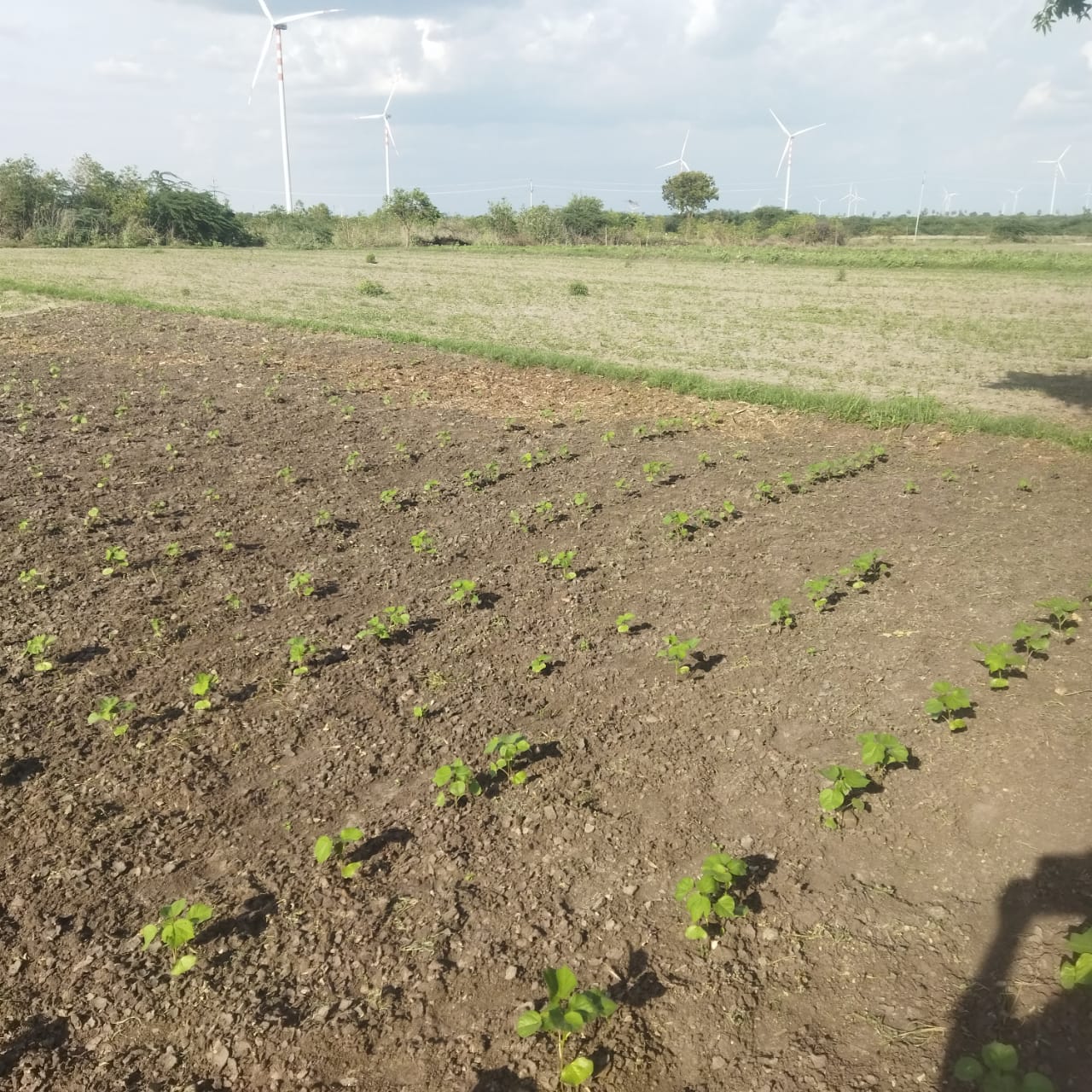 WhatsApp Image 2025-02-24 at 7.36.17 PM